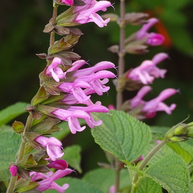 Salvia hyb. 'Pink Amistad' (P)