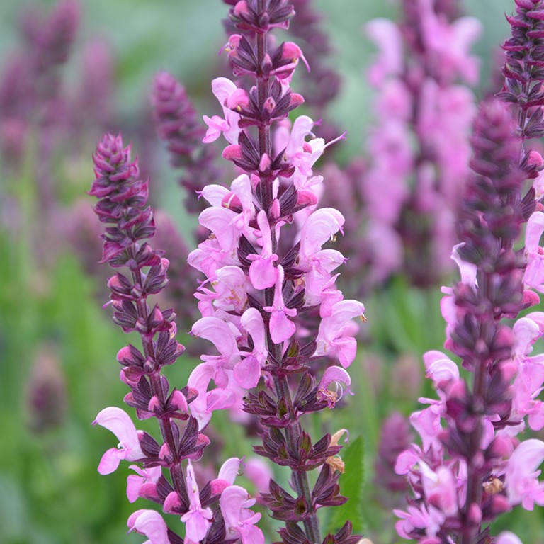 Salvia nem. 'Pink Nebula' (P)