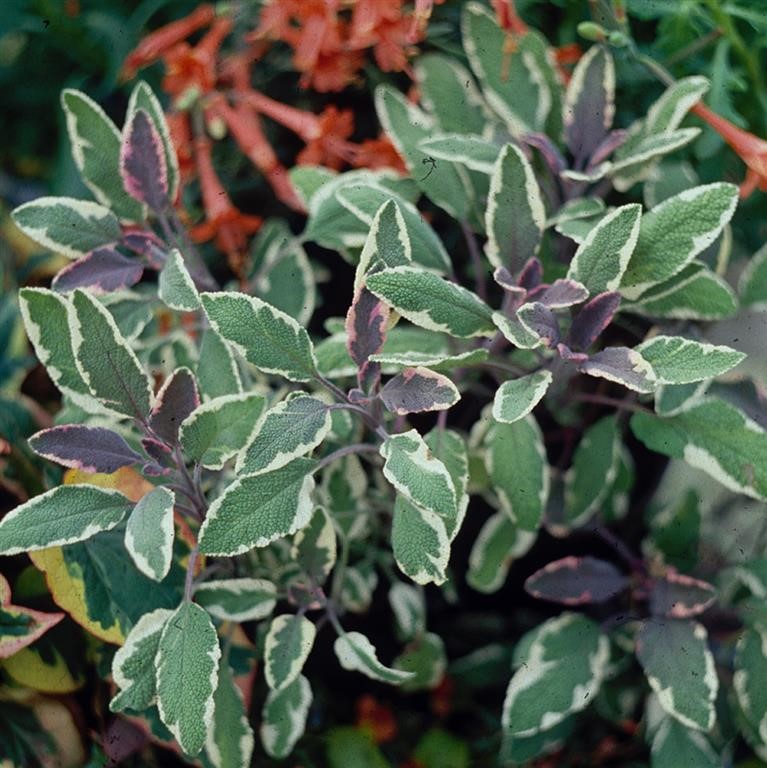 Salvia officinalis 'Tricolor' (Sage)