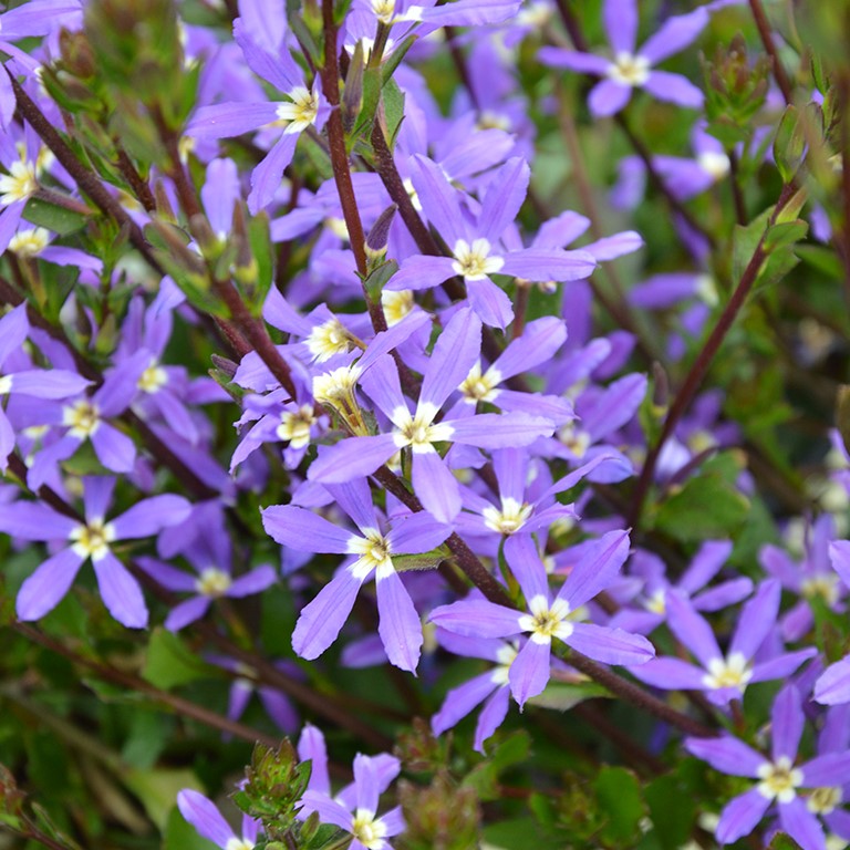 Scaevola Stardiva 'Blue' (P)