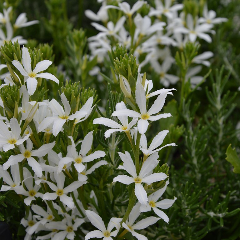 Scaevola Stardiva 'White' (P)