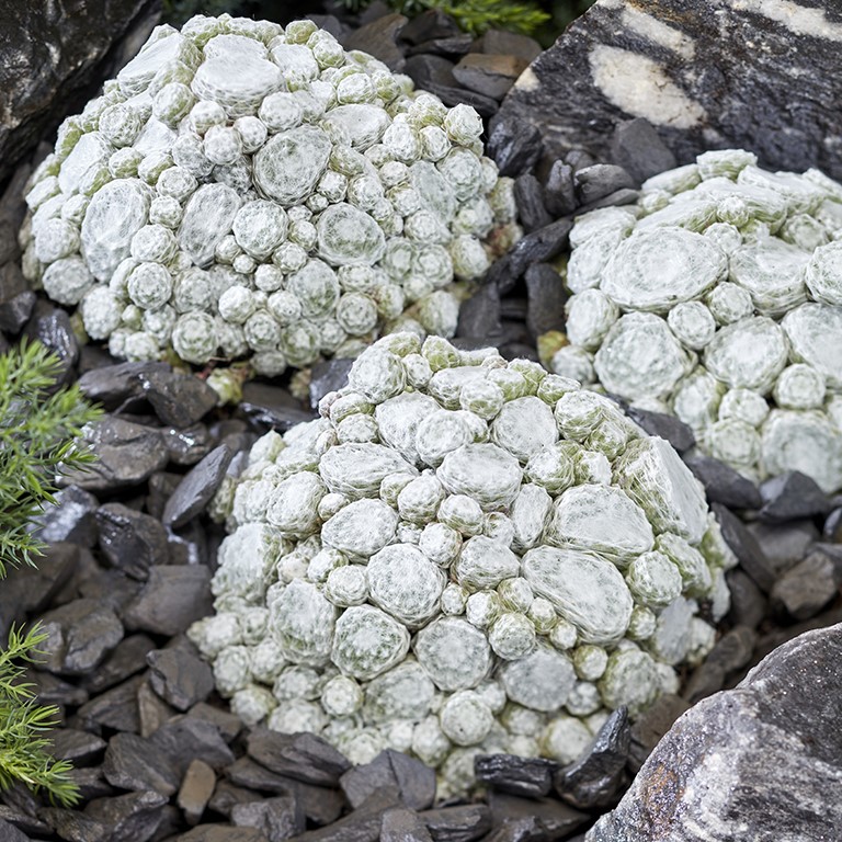 Sempervivum 'Arctic White' (P)