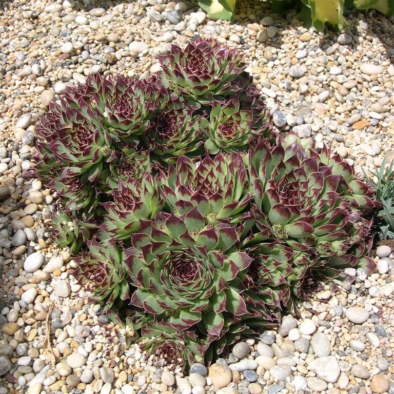 Sempervivum calcareum