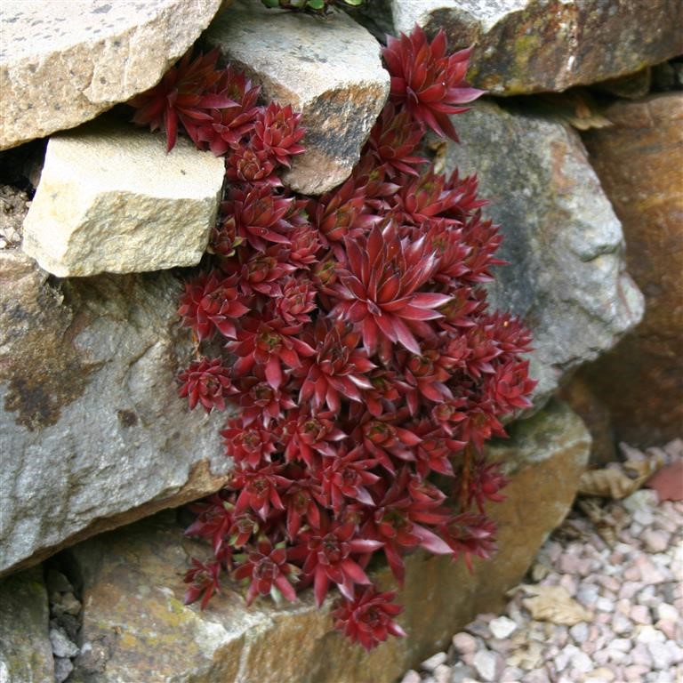 Sempervivum tectorum 'Rubin'