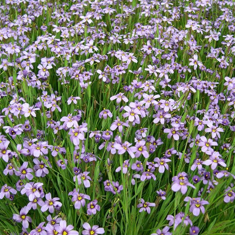 Sisyrinchium 'E.K. Balls'