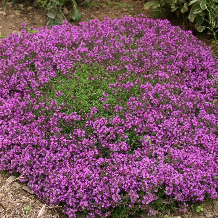 Thymus serpyllum 'Coccineus' (Thyme)