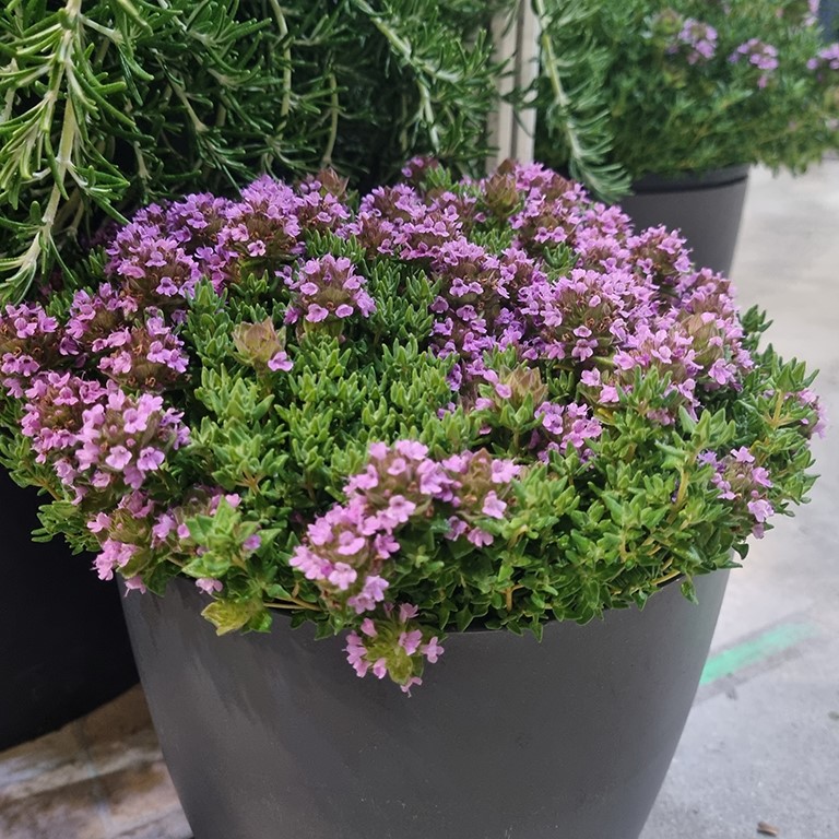 Thymus spp.  'Rose' (Thyme) (P)