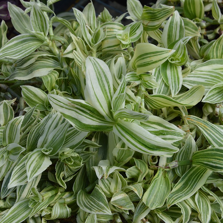 Tradescantia 'Zebrina Blanc