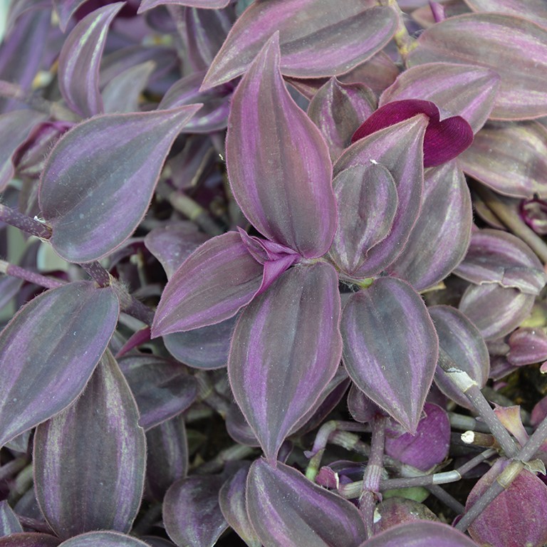 Tradescantia 'Zebrina Bourdeaux'