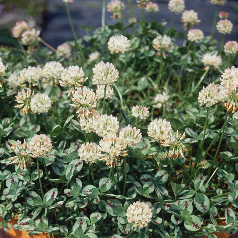 Trifolium repens 'Dragon's Blood'