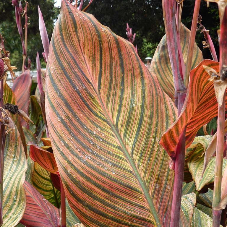 Canna 'Tropicanna' (VR)