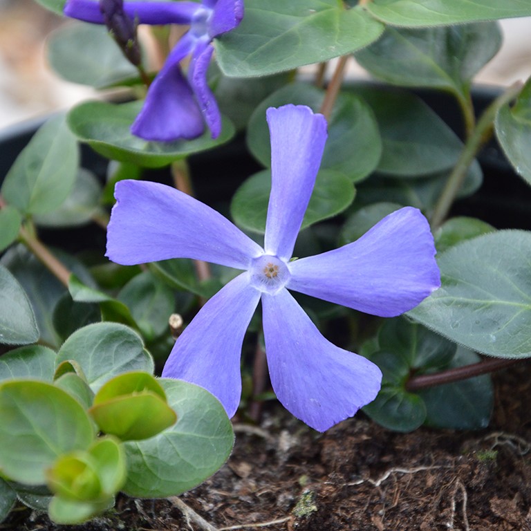 Vinca minor 'Blue Waves' (P)