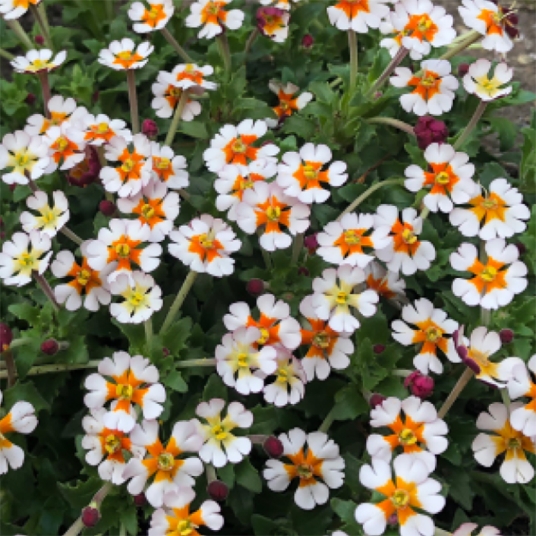 Zaluzianskya ovata 'Orange Eye'